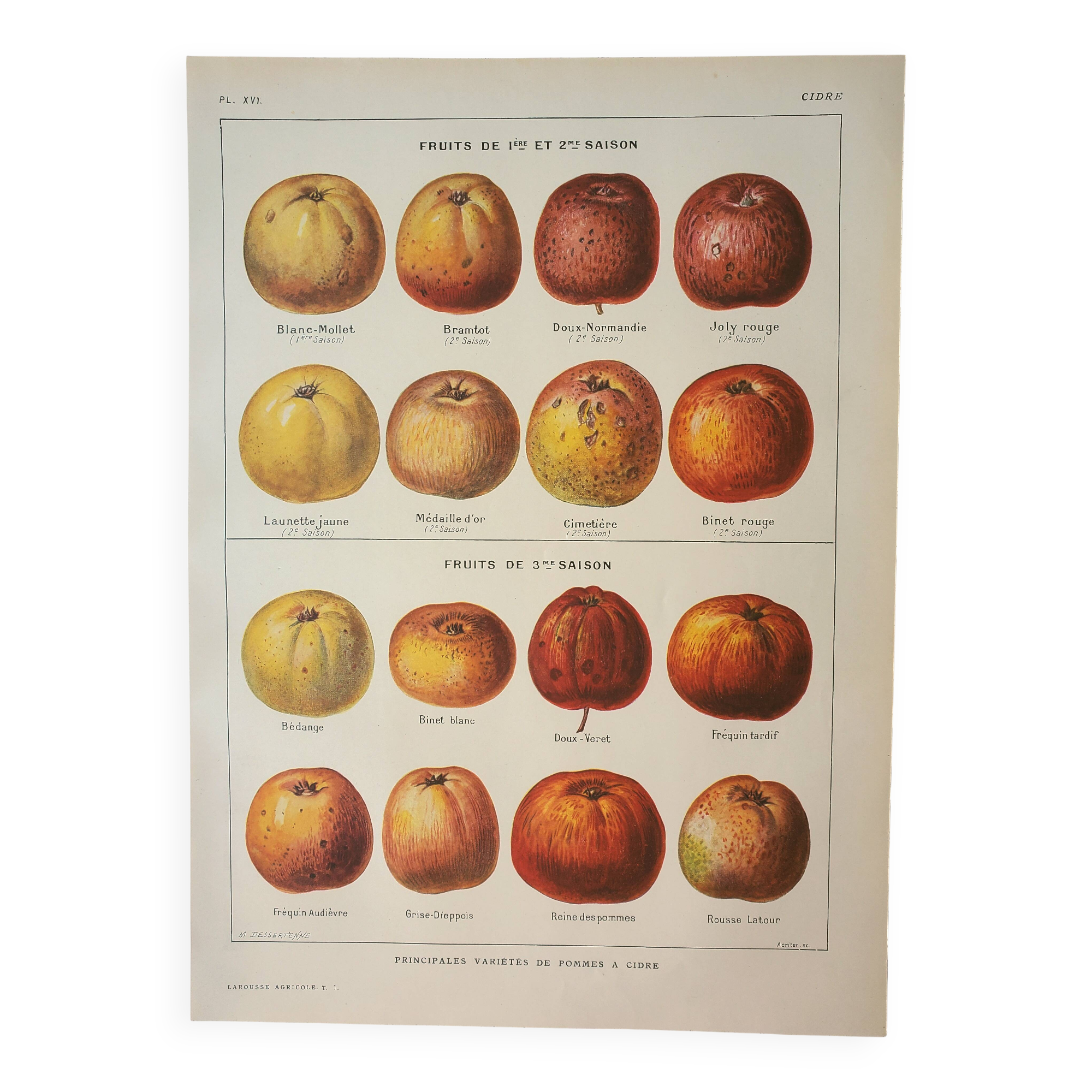 Old engraving 1922, Cider apple, variety, fruit • Lithograph, original illustration