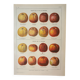 Old engraving 1922, Cider apple, variety, fruit • Lithograph, original illustration
