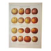 Gravure ancienne 1922, Pomme a cidre, variété, fruit • Lithographie, illustration originale
