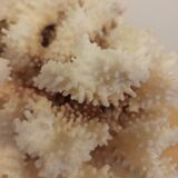 White coral from the 70s