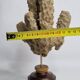 Antique naturalized tubular sponge on wooden base, 23 cm