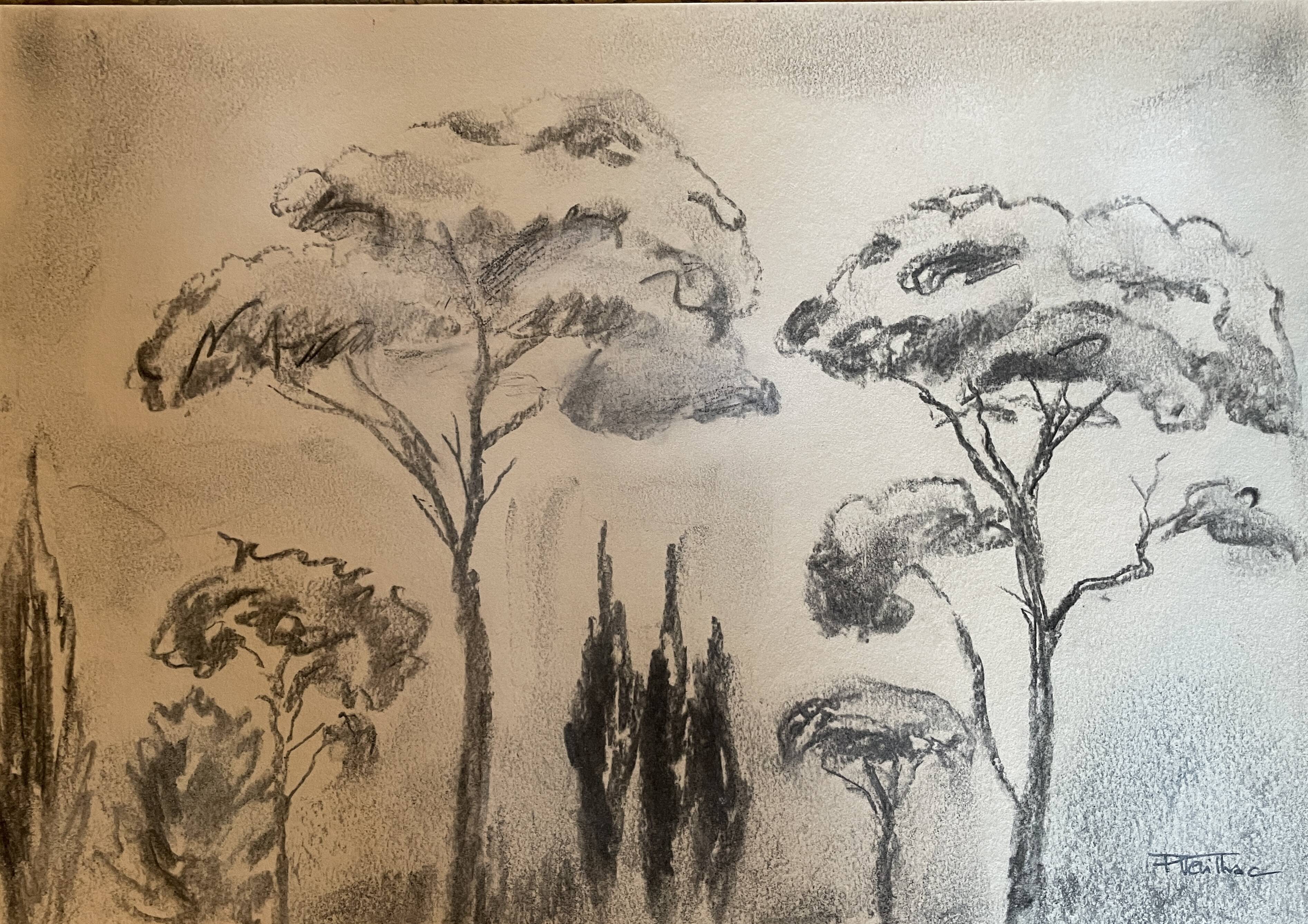 Charcoal painting signed “landscape of Provence” umbrella pines