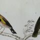 Original ornithological plate " Goldfinch - Grand Tangara -&c..." Buffon (1837)