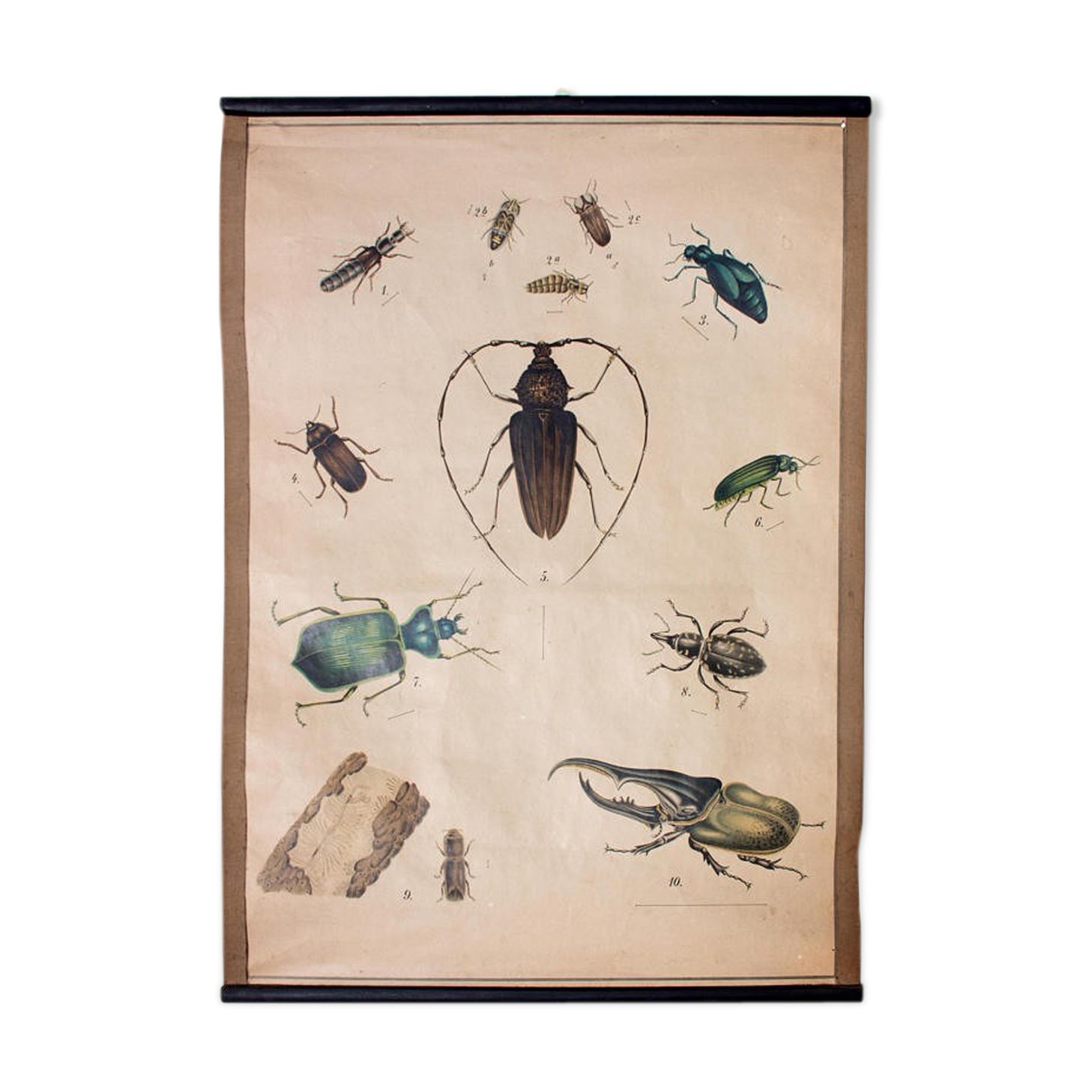 Poster beetle lithograph 1914