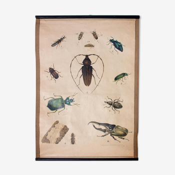 Poster beetle lithograph 1914