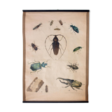 Poster beetle lithograph 1914