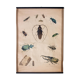 Poster beetle lithograph 1914
