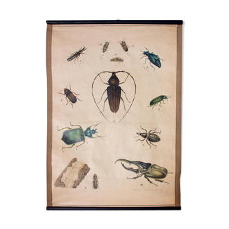 Poster beetle lithograph 1914