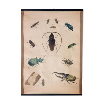 Affiche scarabée lithographie 1914