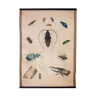 Poster beetle lithograph 1914