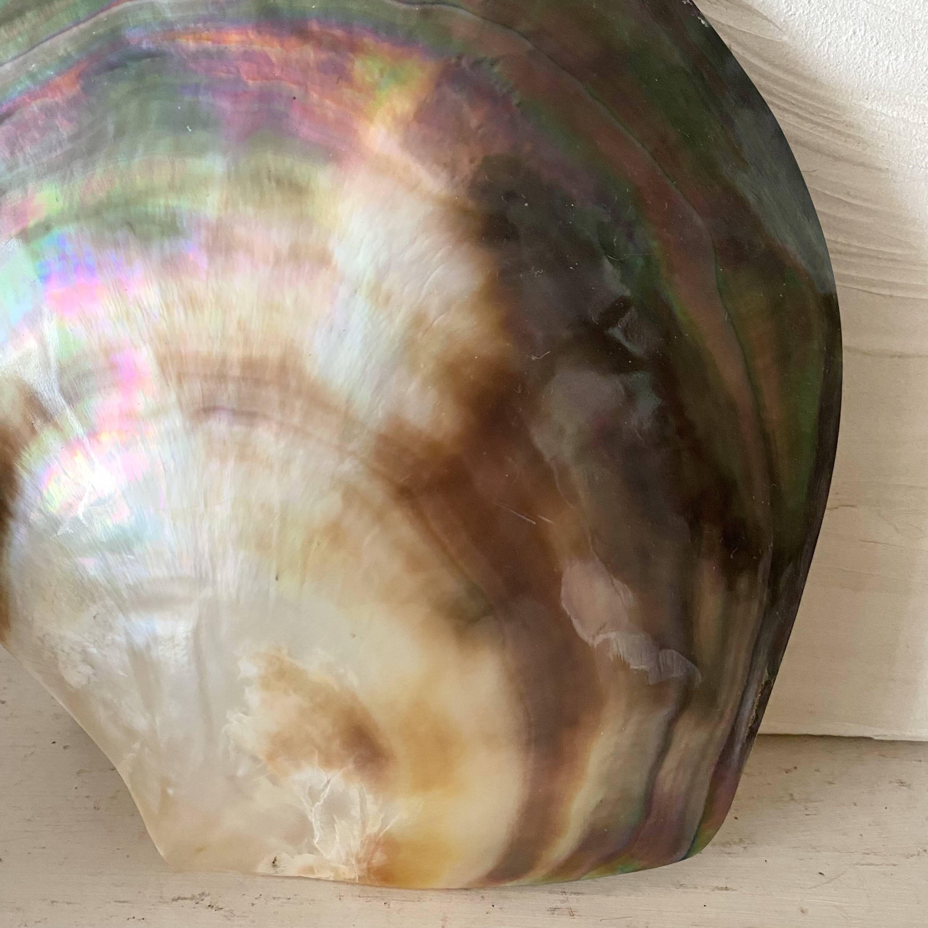 Coquillage huître perlière