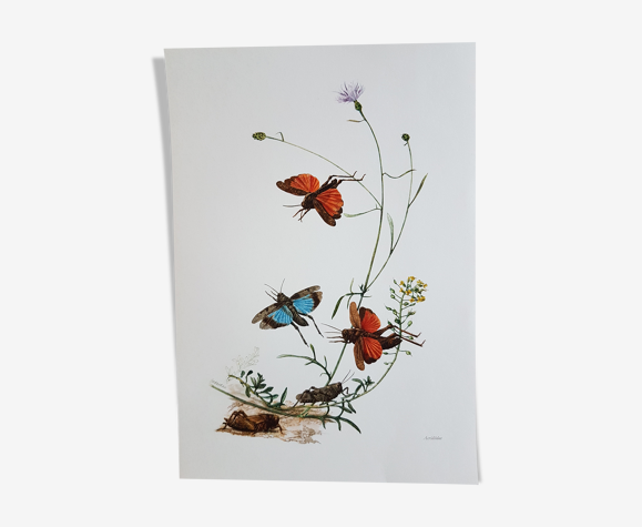 Planche insecte
