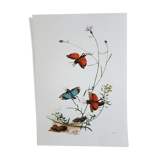 Insect board