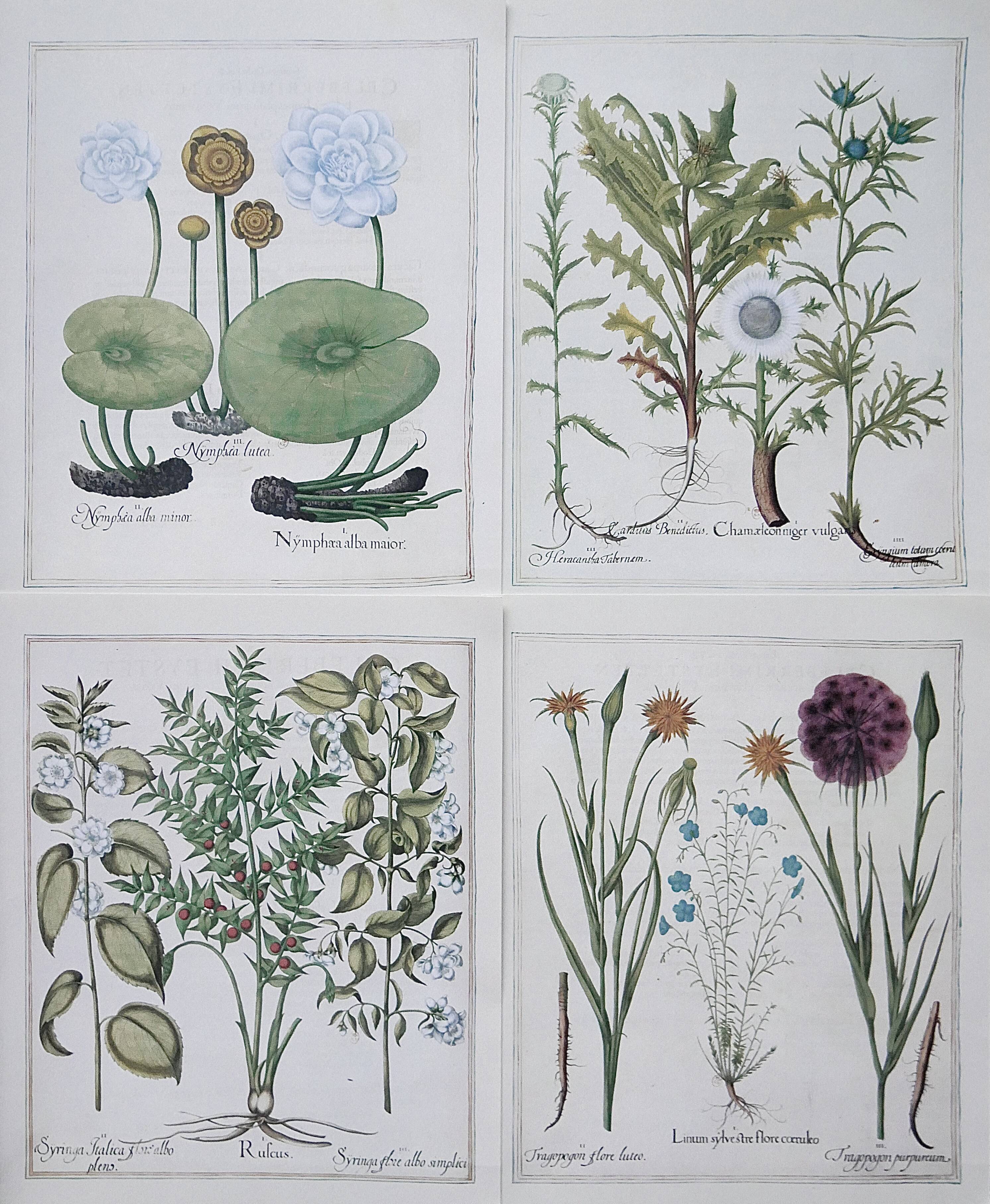 Lot 4 old herbarium boards