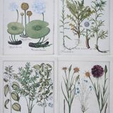 Lot 4 old herbarium boards