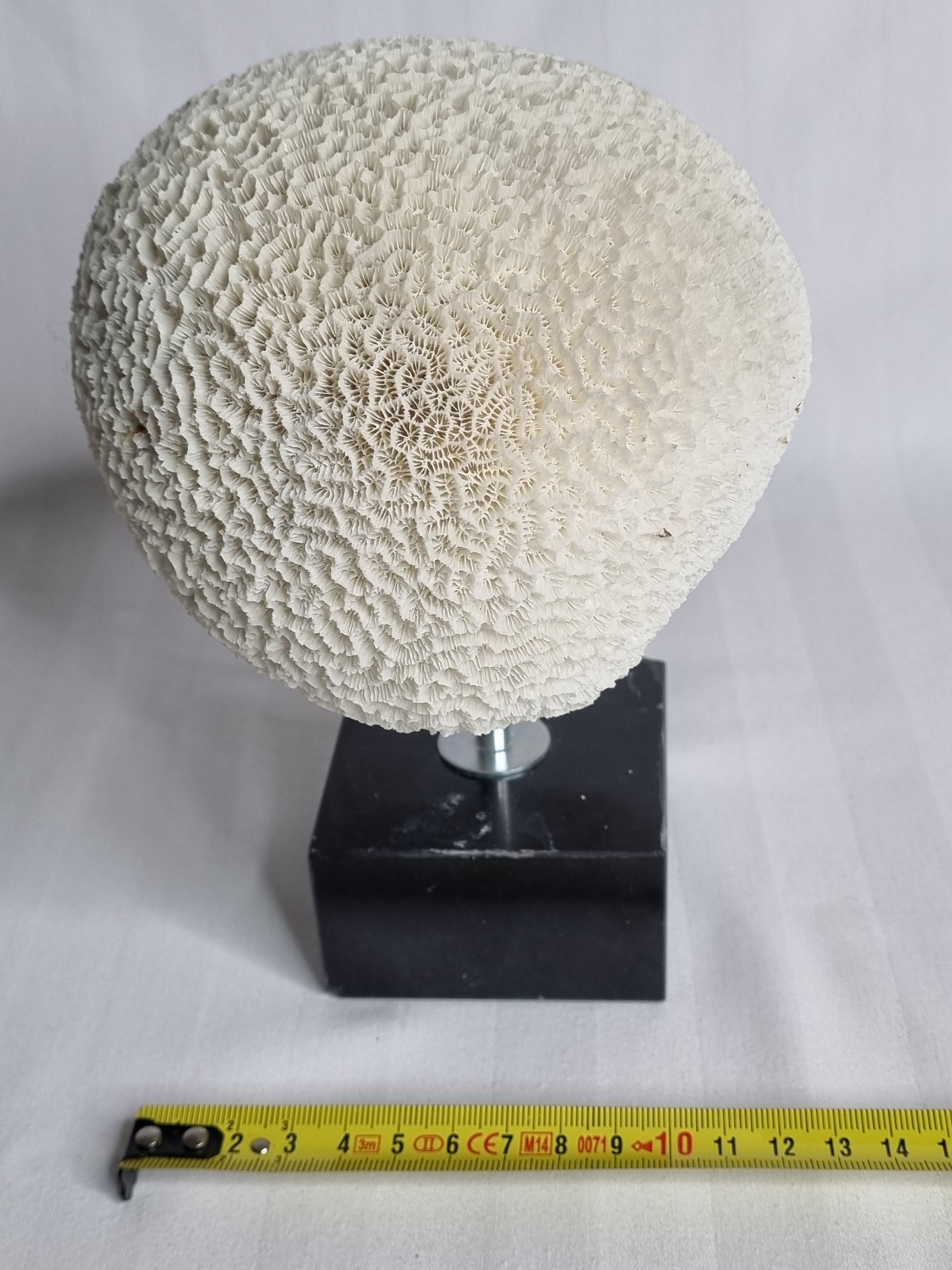 Ancient coral "brain" Diploria labyrinthiformis on base, 19 cm