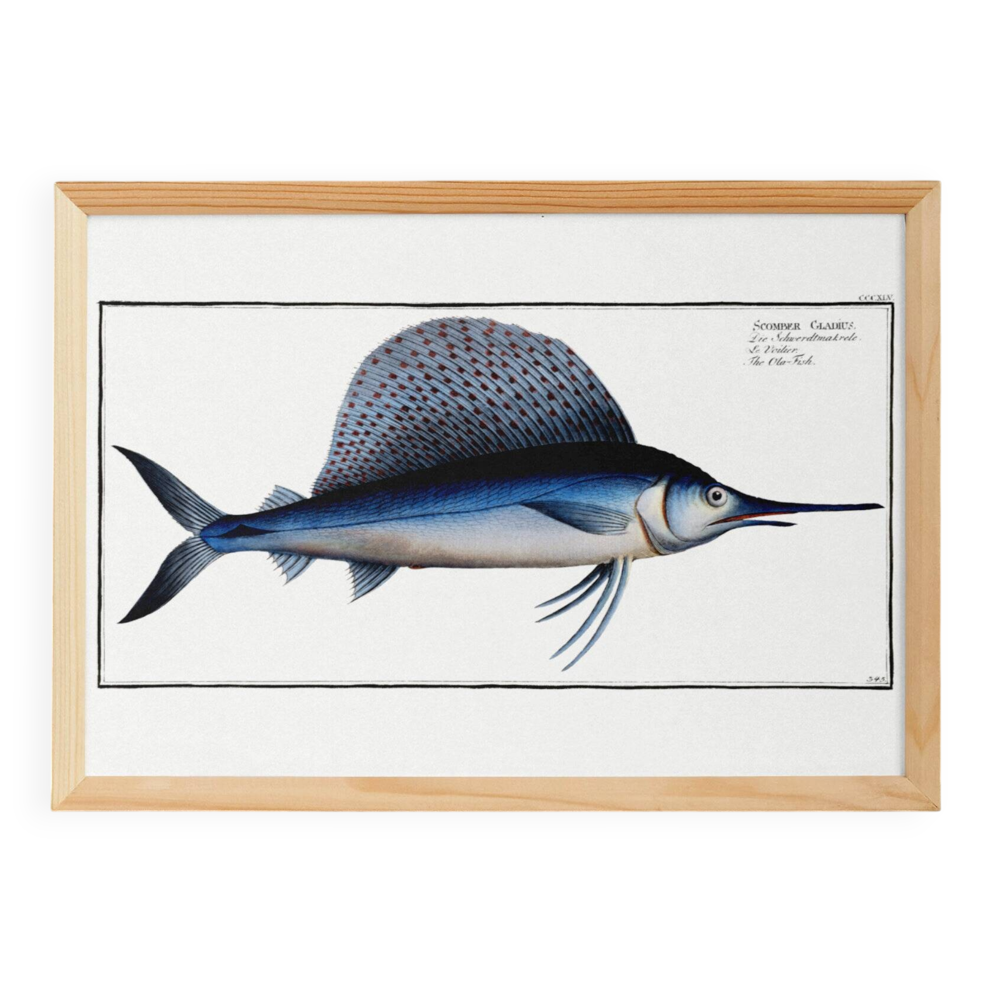 Poster about the sailfish, based on an old engraving from 1746.