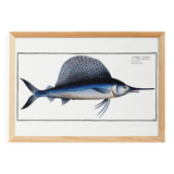 Poster about the sailfish, based on an old engraving from 1746.