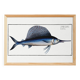 Poster about the sailfish, based on an old engraving from 1746.