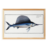 Poster about the sailfish, based on an old engraving from 1746.