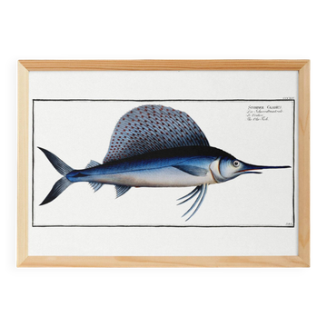Poster about the sailfish, based on an old engraving from 1746.