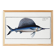 Poster about the sailfish, based on an old engraving from 1746.