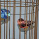 Lustre suspension cage à oiseaux vintage