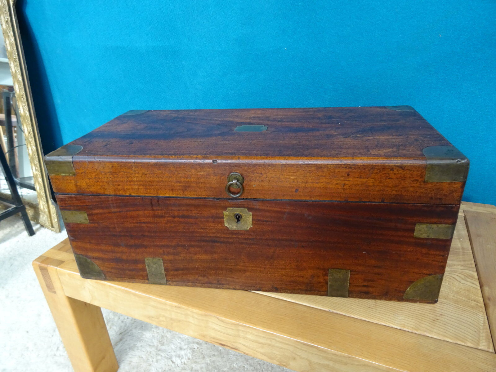 Old marine trunk in camphor tree