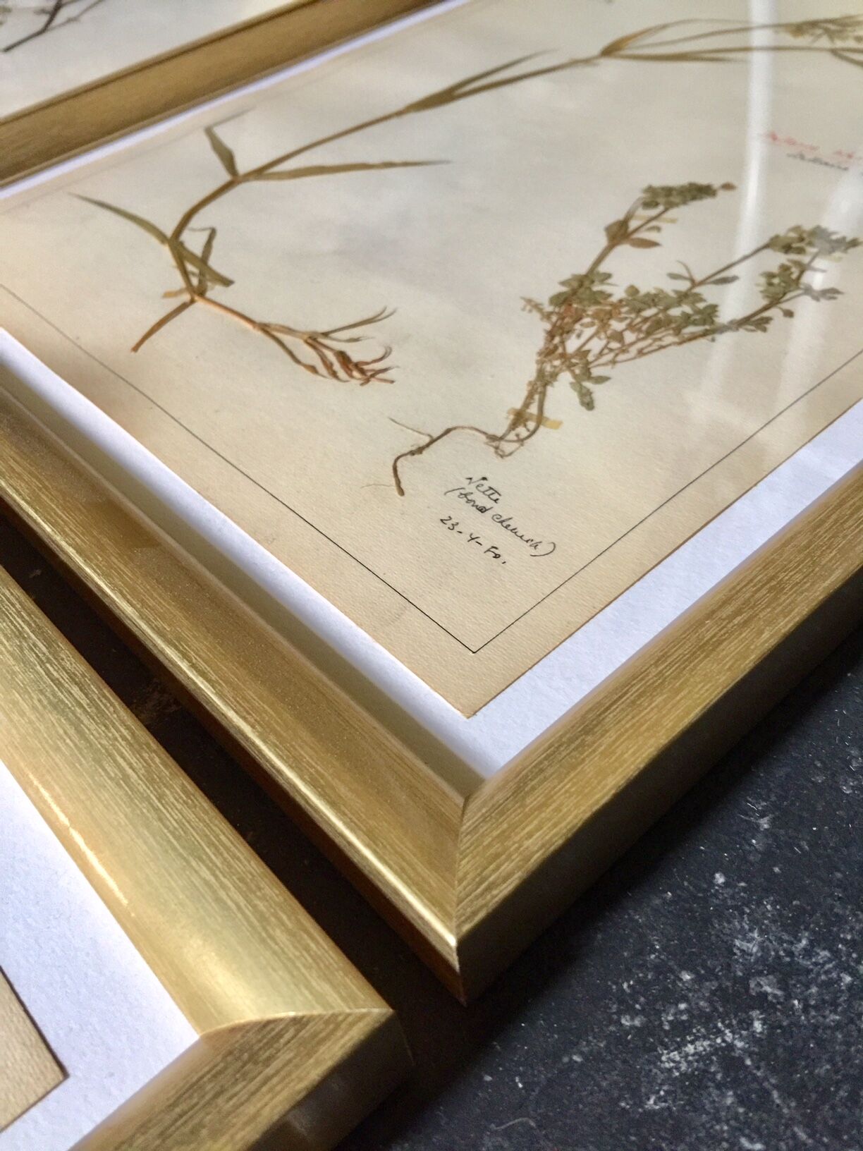 Lot of 4 boards herbarium 1950