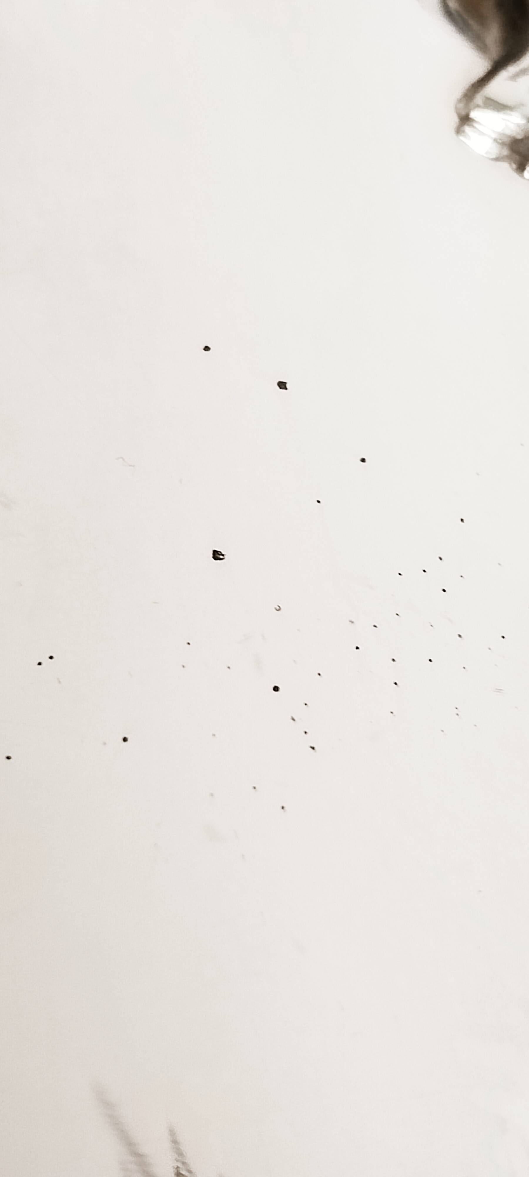 Seau à champagne, rafraîchissoir en métal argenté