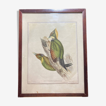 Framed animal lithograph.