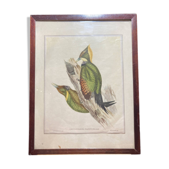 Framed animal lithograph.