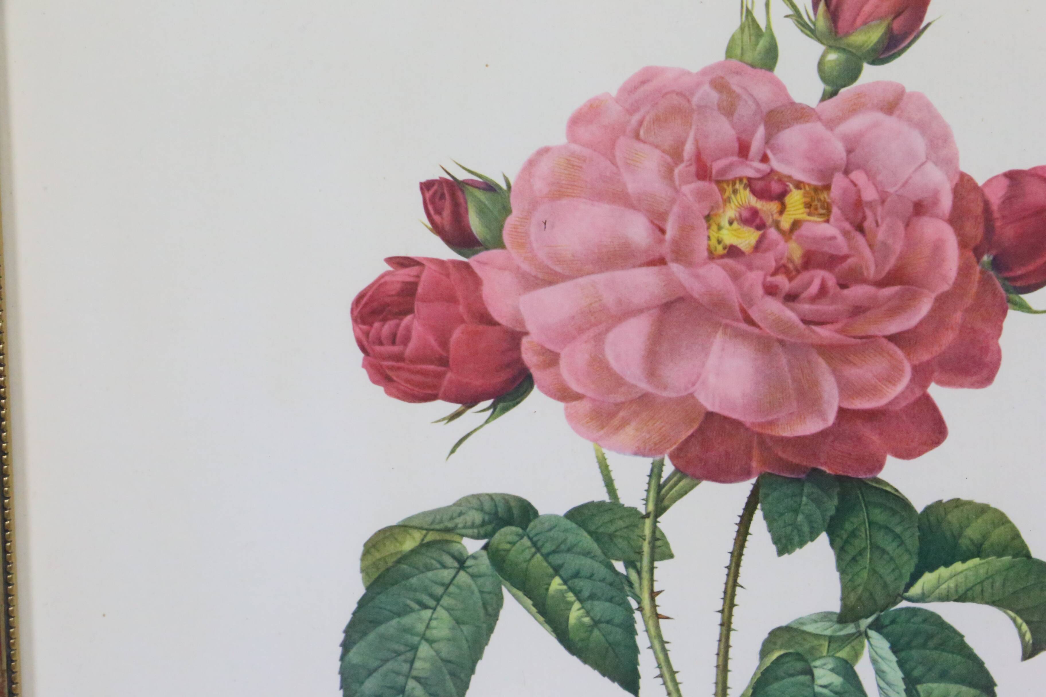 Great Redouté Lithograph