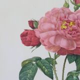 Great Redouté Lithograph