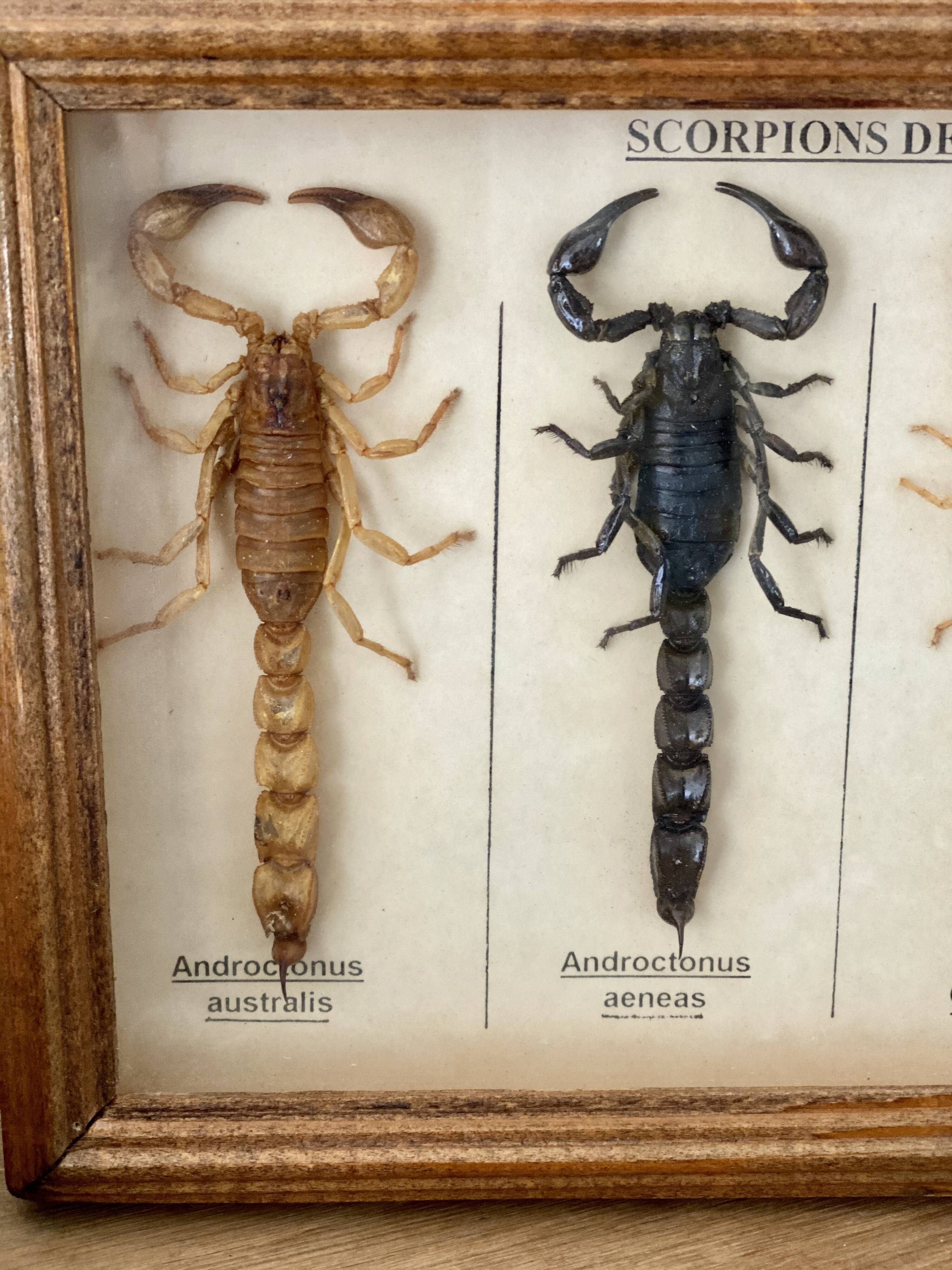 Frame 4 naturalized scorpions de curiosity cabinet