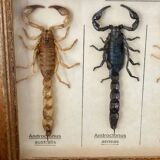Frame 4 naturalized scorpions de curiosity cabinet
