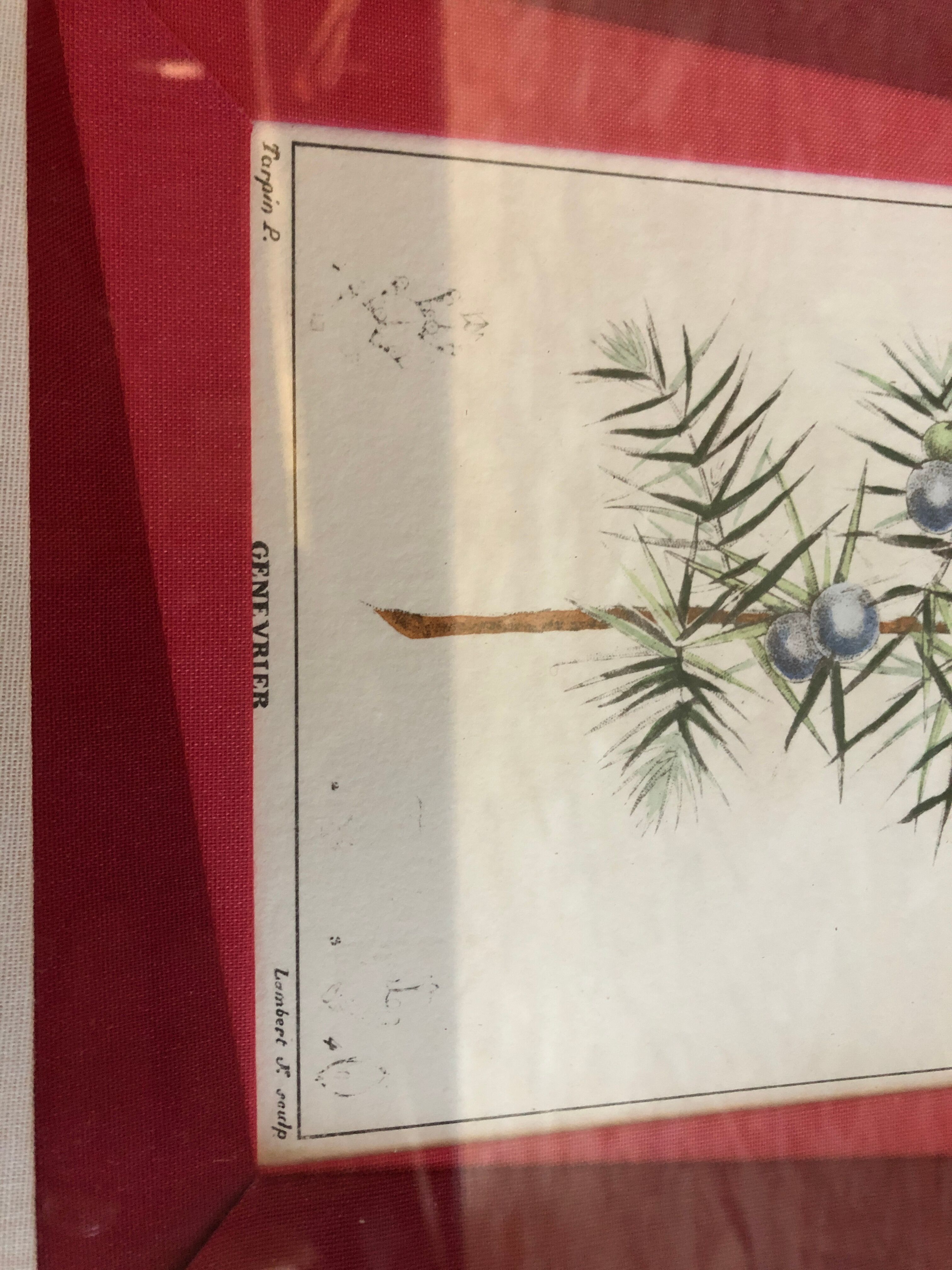 Old Botanical Board GENEVRIER + Fabric Bottom + Vintage RoseWood Frame