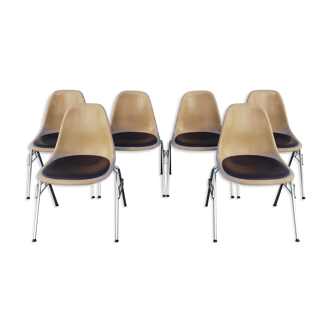 Lot of 6 DSS chairs by Charles & Ray Eames for Herman Miller Edition Vitra