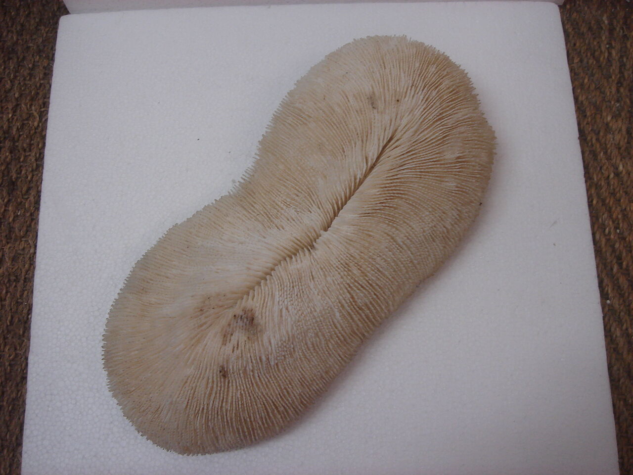 ancient white coral (fungia, coral mushroom)