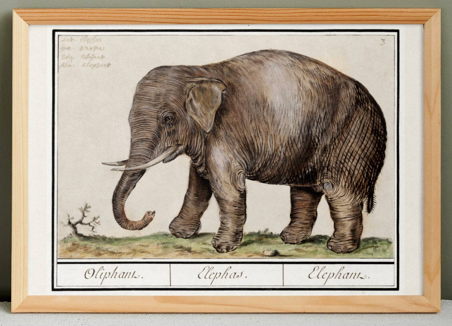 Small poster about an elephant, based on an old engraving from 1610.