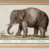 Small poster about an elephant, based on an old engraving from 1610.