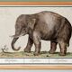 Small poster about an elephant, based on an old engraving from 1610.