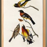 Poster about grosbeaks, based on an old engraving from 1827.
