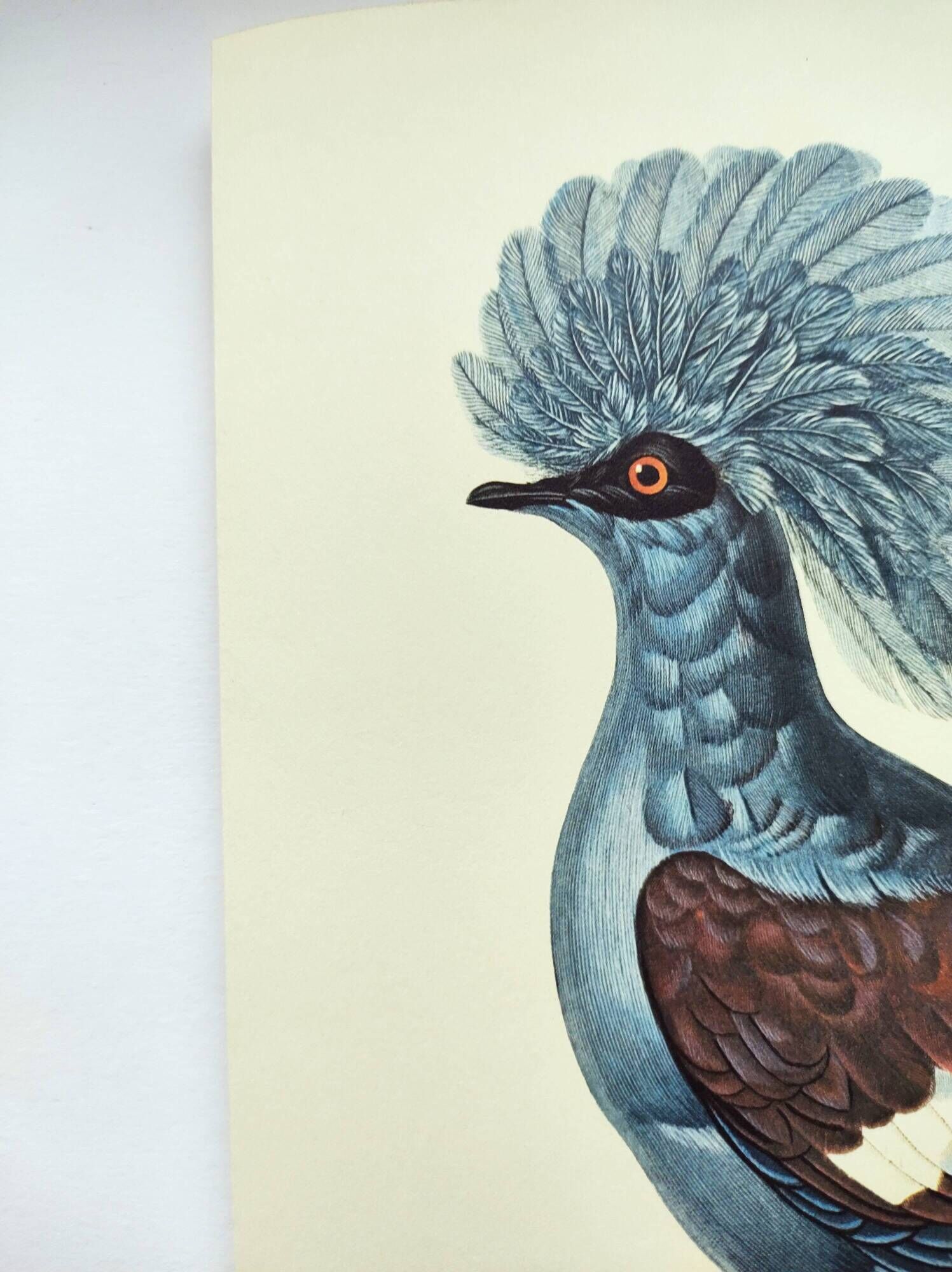 Old plate - Crowned Goura - Vintage zoological and ornithological illustration from 1970 - Bird