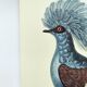 Old plate - Crowned Goura - Vintage zoological and ornithological illustration from 1970 - Bird