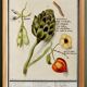Small poster on "artichoke and physalis", after an old engraving by