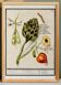 Small poster on "artichoke and physalis", after an old engraving by