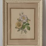 Vintage Redouté Botanical Lithograph