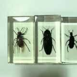 Lot of 5 insects under inclusion resin