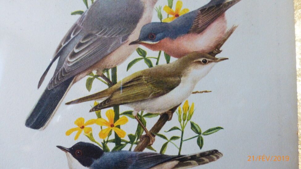 Bird - collection Hepatior N ° 43